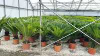 Palmieri cycas de calitate superioara