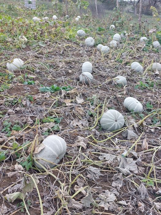 Vând dovleac de copt