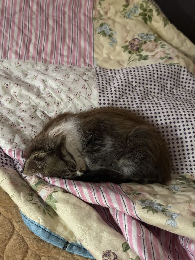Продается котёнок