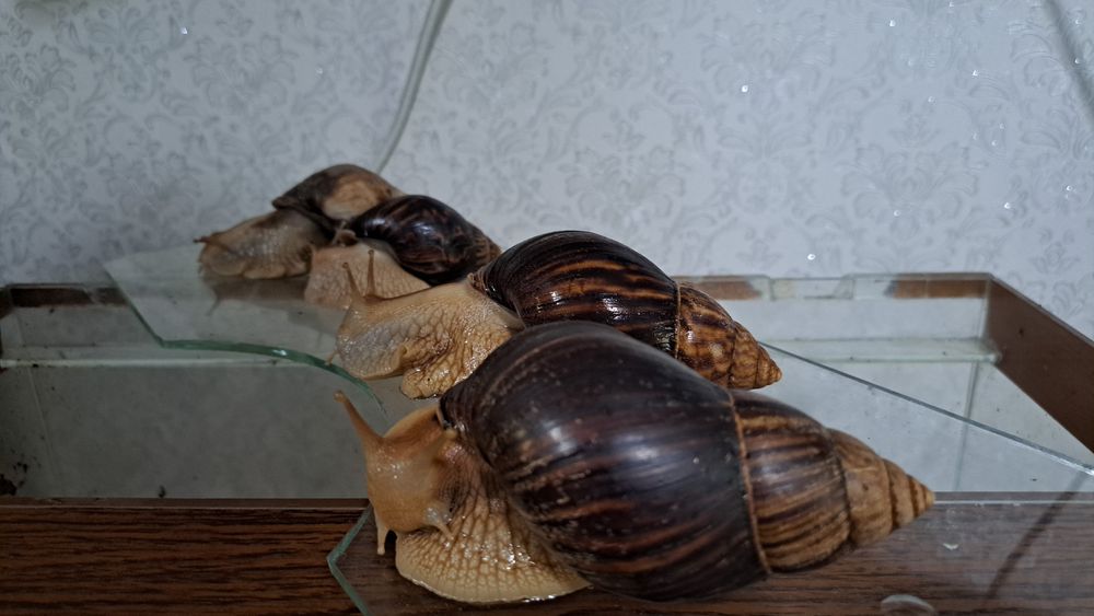 Улитки ахатины срочно