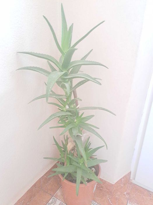 Vand flori Leandrii