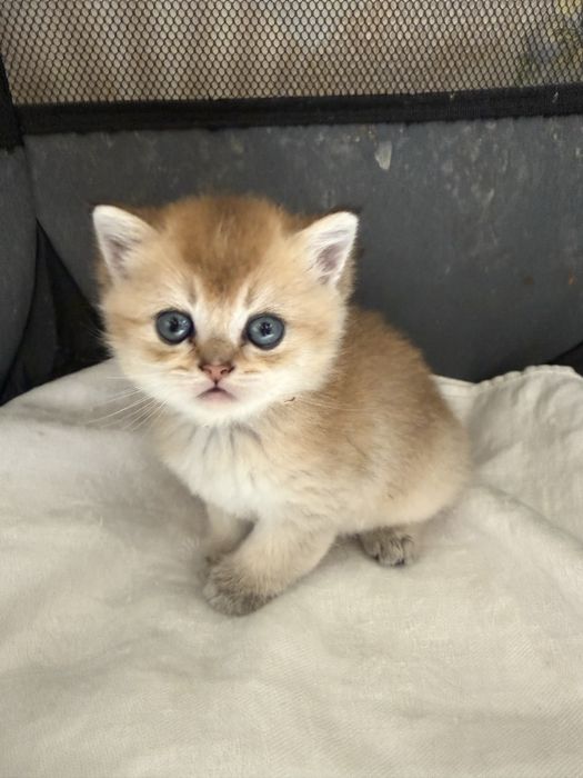Котята британские Шиншиллы