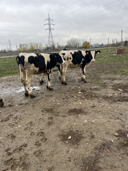 Vitele holstein rasa pura