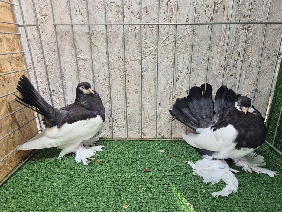 Porumbei jucator de volga