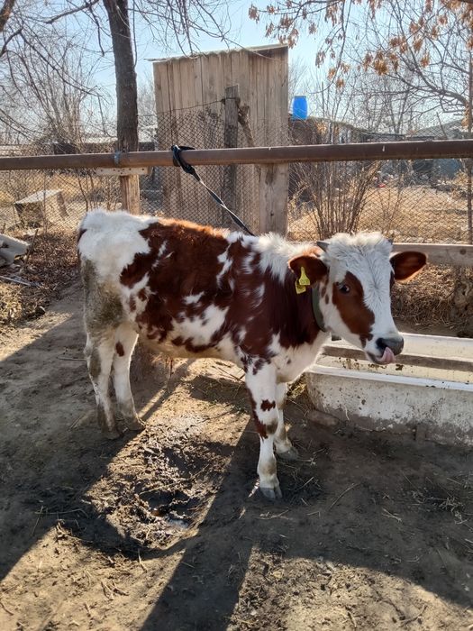 Продам бычка хорошего