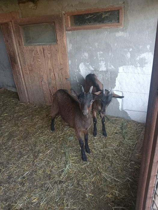 Vând Capre de rasă