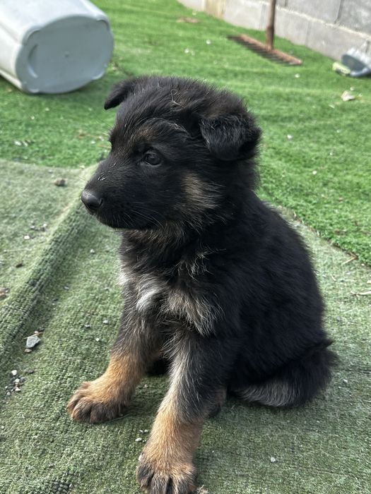 Продават се немски овчарки