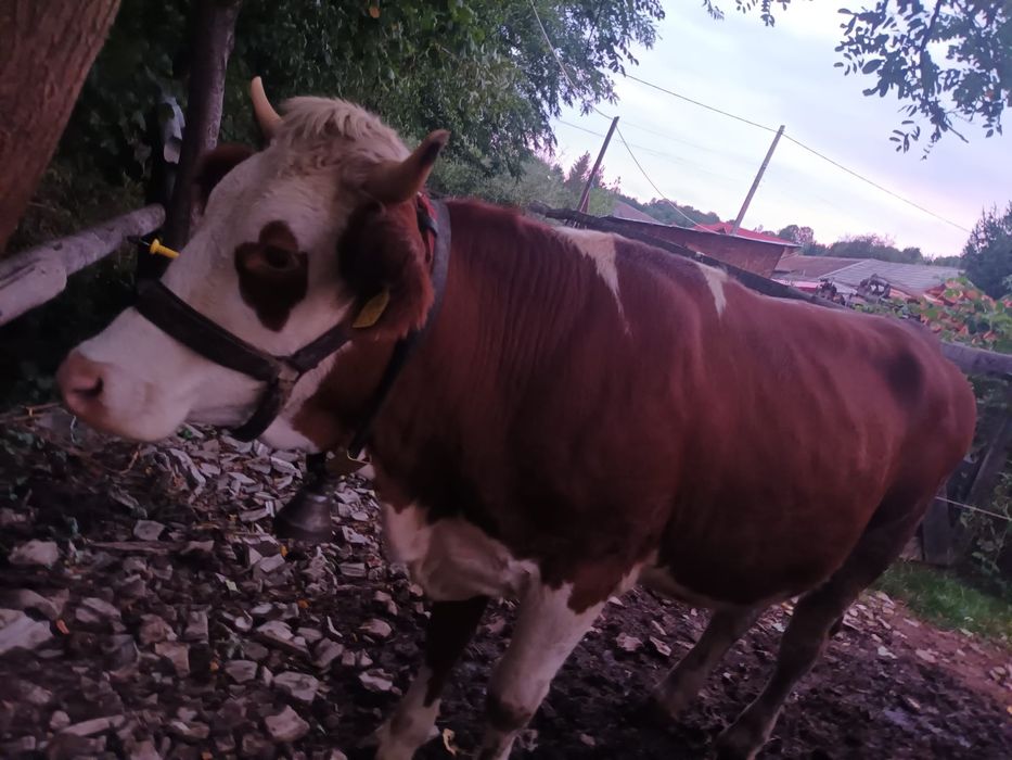 Vând 2 juninci gestante