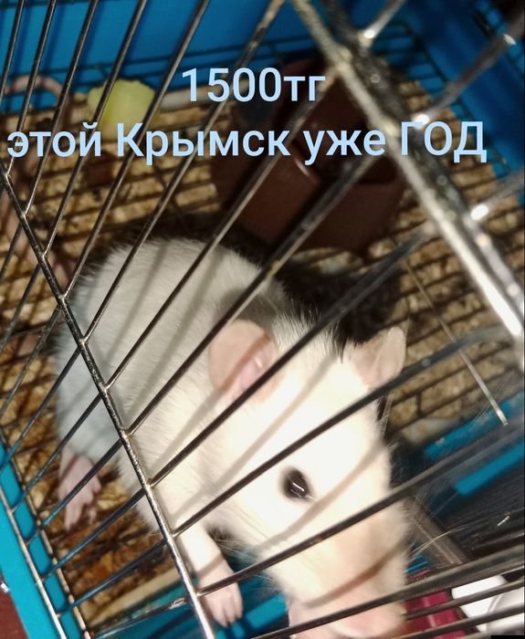 Продам крыс одной Крысе 1 год , другой 3,5 месяца