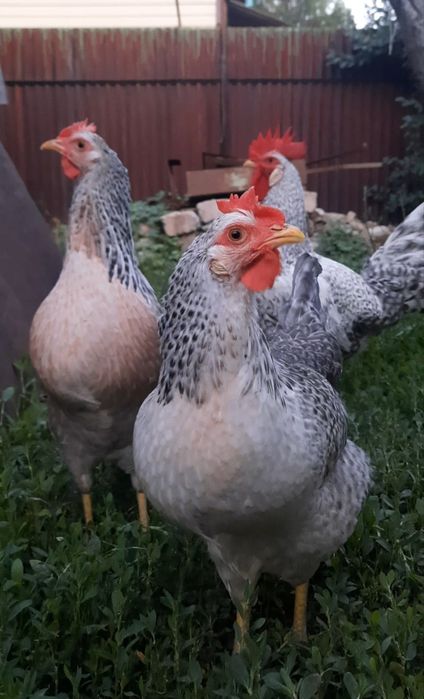 Барковская баравистая яйцо