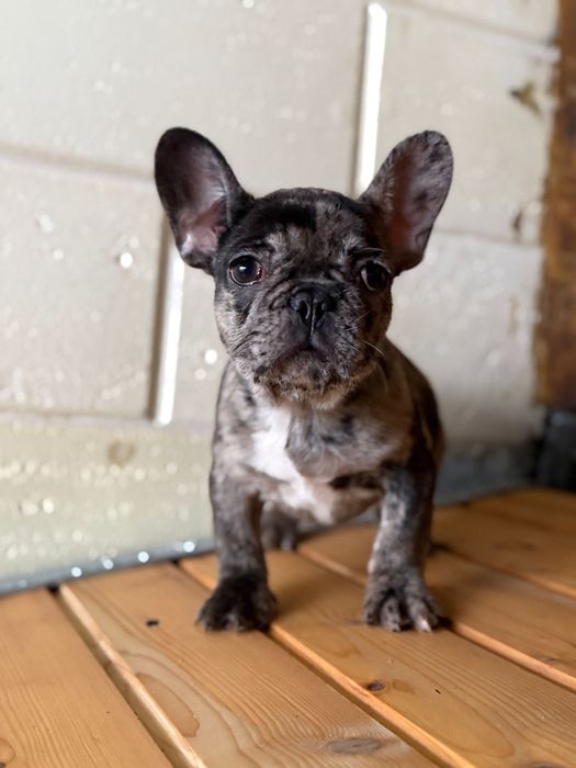 Femela bulldog francez merle