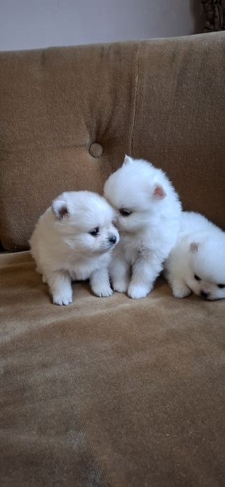 Мини Померанчета