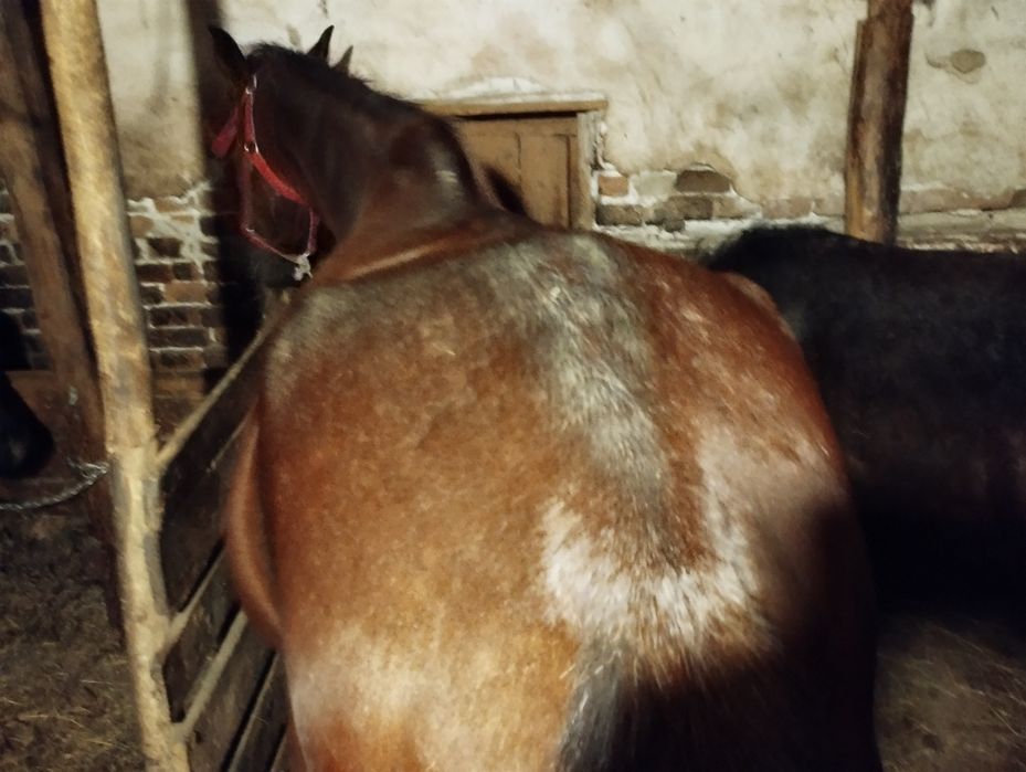 Vând o iapa și un mânz sau schimb cu tractor