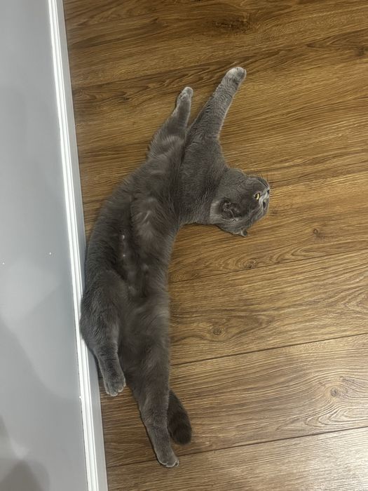 Британец ищет дом