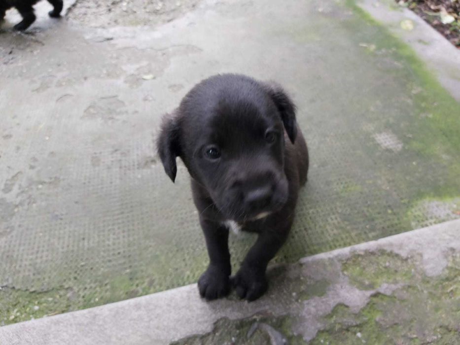 Donez catei de curte