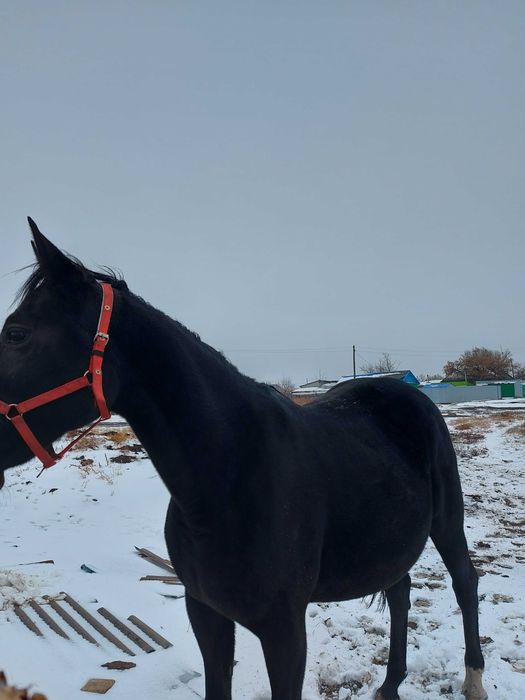 Продам уобылу русский рысак с документами