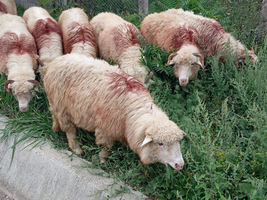Vând 12 oi țurcane