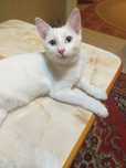 Шикарный котик домашний