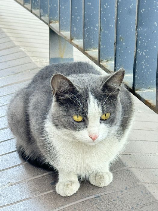 Кошечка девочка.