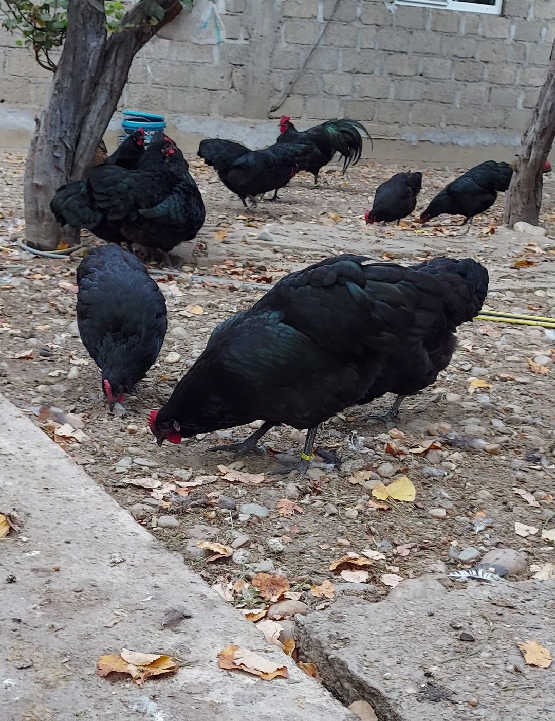 Pui australorp negru