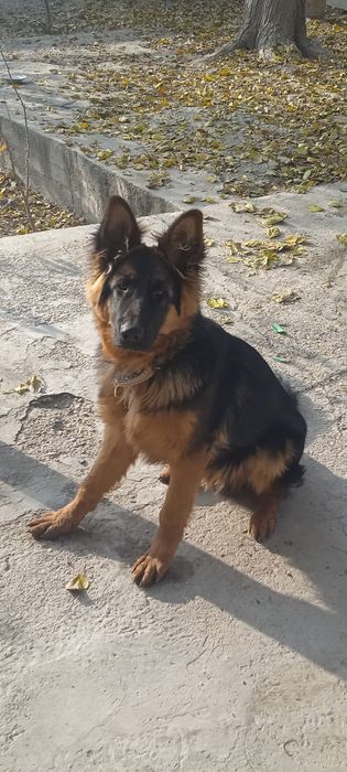 Немецкая овчарка