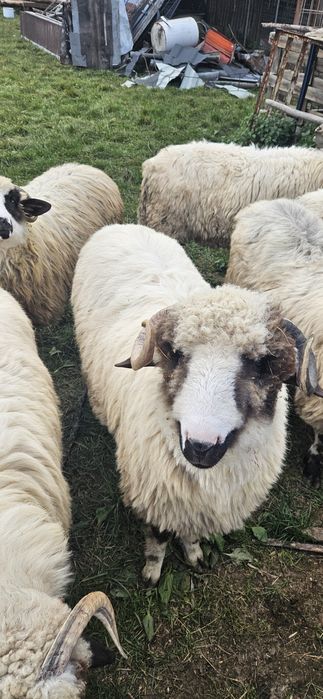 Vând miei berbecuți și miele
