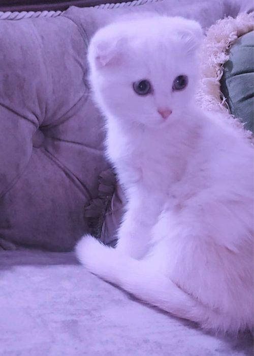 Шотландский вислоухий котенок