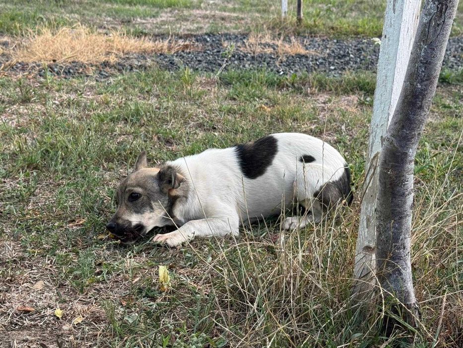 Pami – cățelușă blândă și iubitoare caută familie