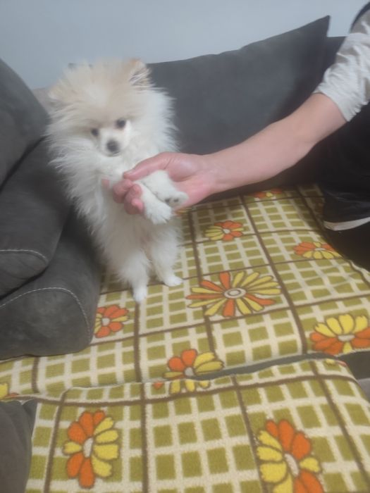 Померан-Мини Шпиц