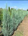 Gazon rulou, tuia, leylandii și alte specii decorative de Calitate