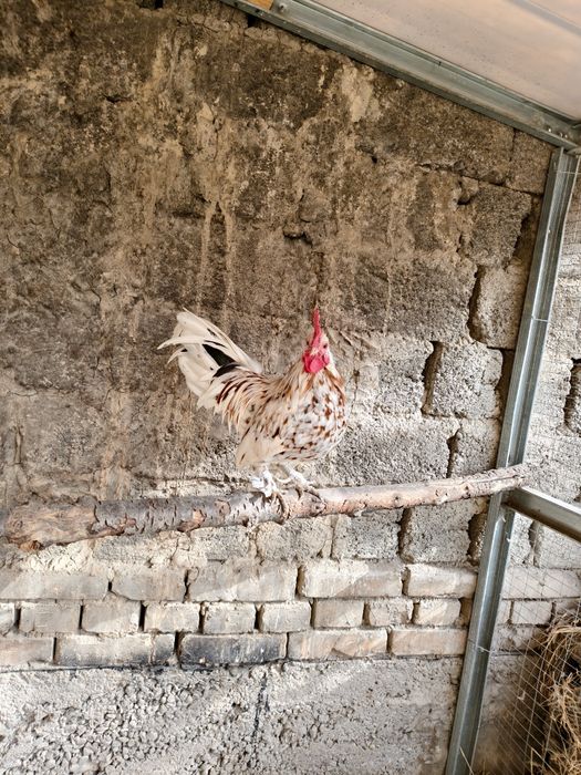 Япон товук хуроз пакана буйи аралаш