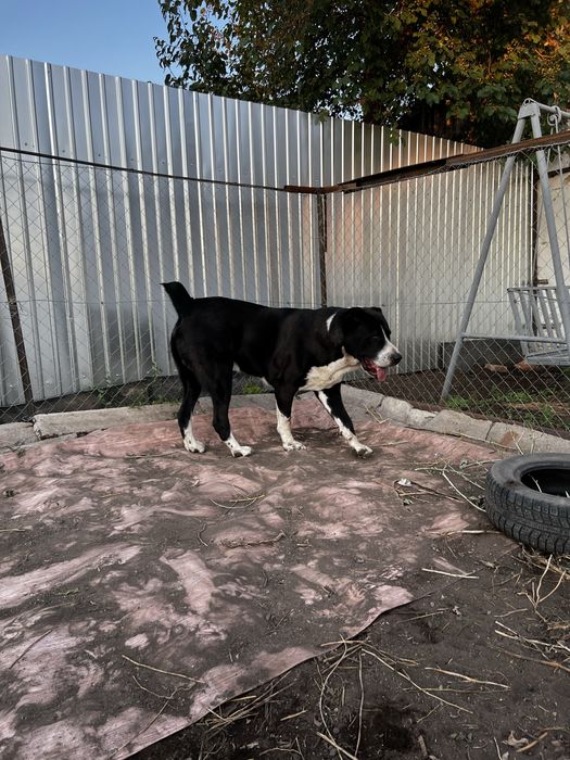 Кобель на Вязку……