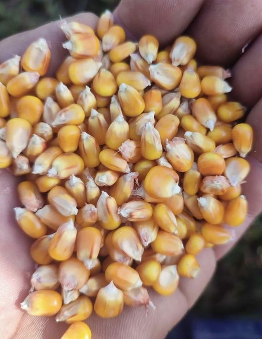 Porumb boabe 80 bani