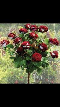 Штамбовая роза сотилади арзон. Телеграм: qayimjon8882