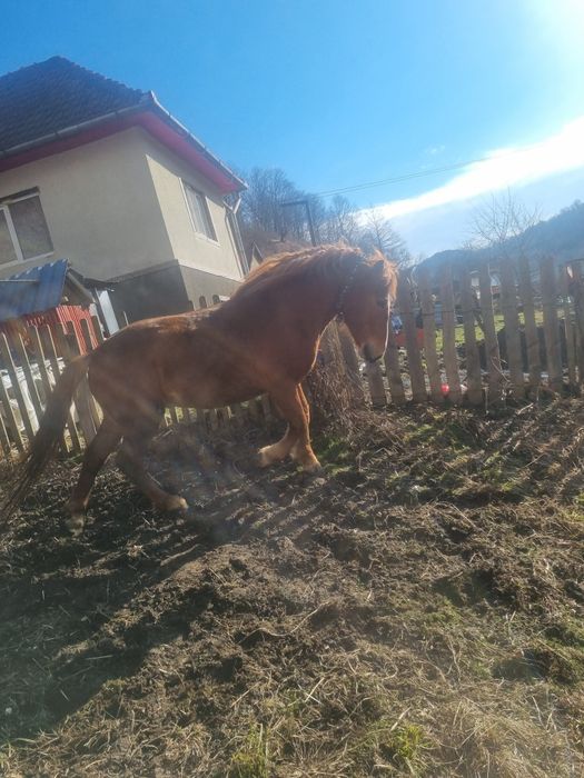 Vand sau schimb armasar 4 ani