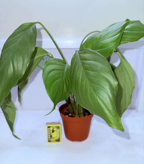 Аглаонема, комнатные растения, комнатные цветы