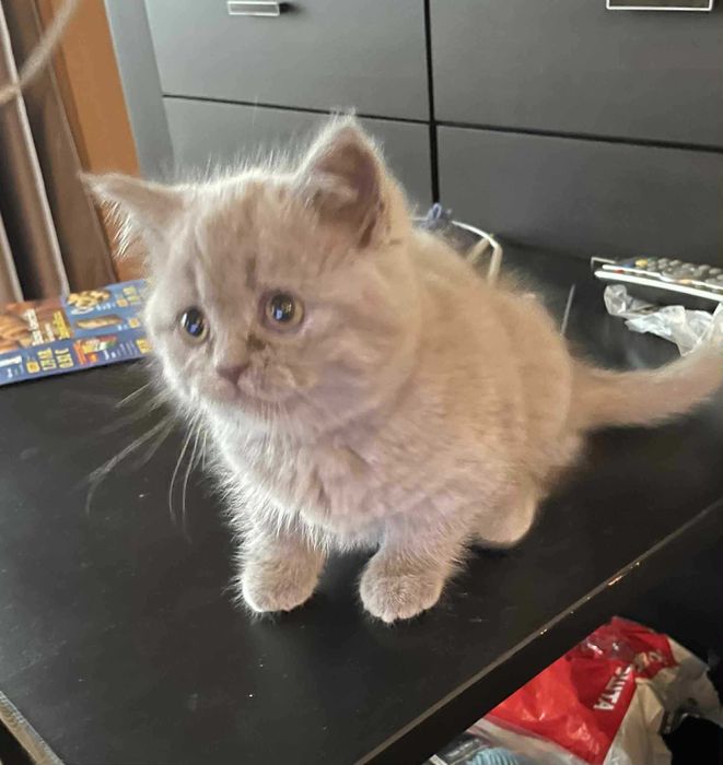 Британски котенца