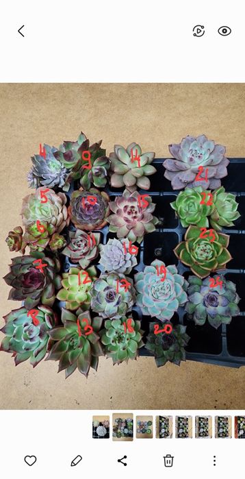 Суккуленты комнатные