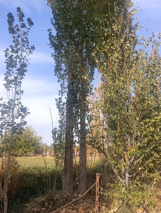 Teraklar sotiladi zudlik bilan