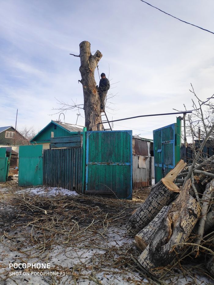 Рубка и спил деревьев любой сложности