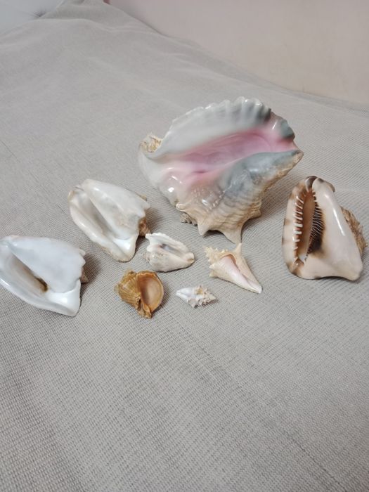 Продам морские натуральные ракушки