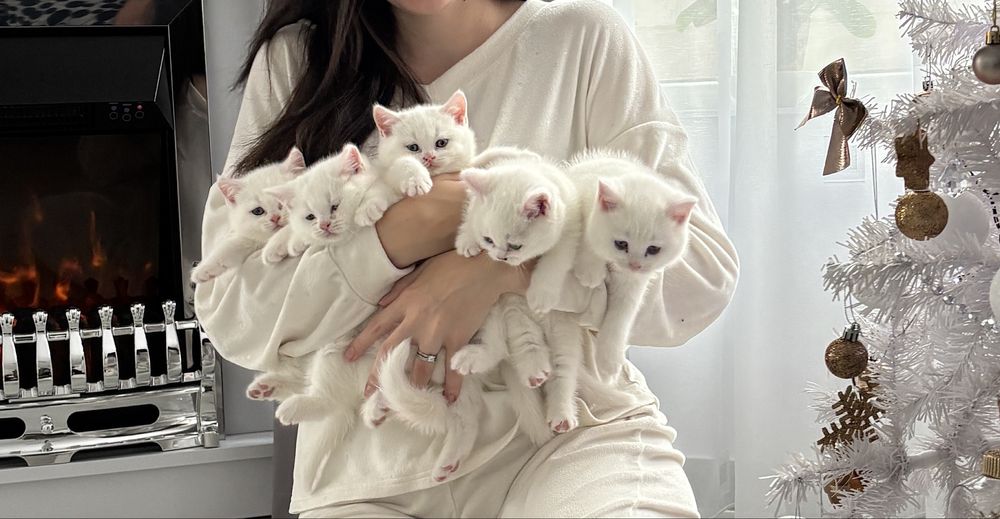 British Shorthair alb