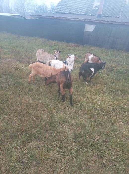 Capre de vânzare urgent