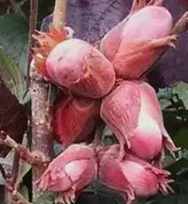 Alun (Soiul Syrena )