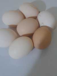 Vând ouă de casă bio