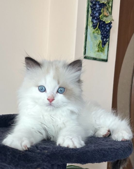 Регдол  / Ragdoll /  котенца