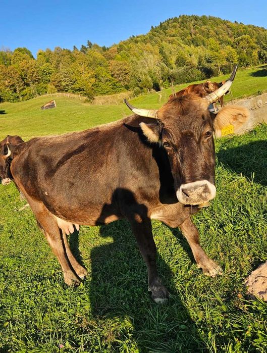 Vaca de vanzare foarte buna