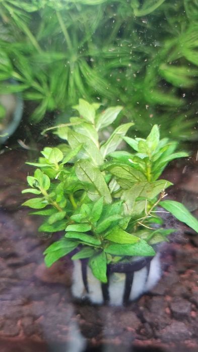 Аквариумни растения