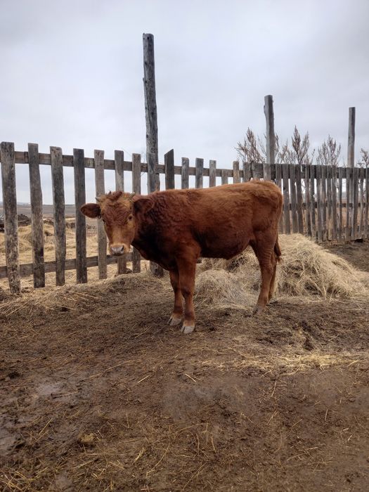 Продам бычка бычок