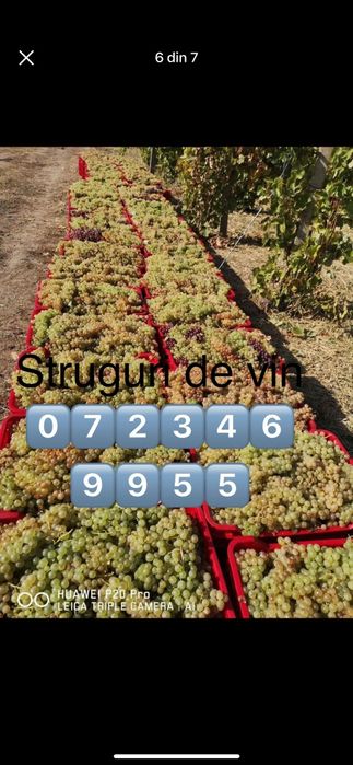 Struguri pentru vin